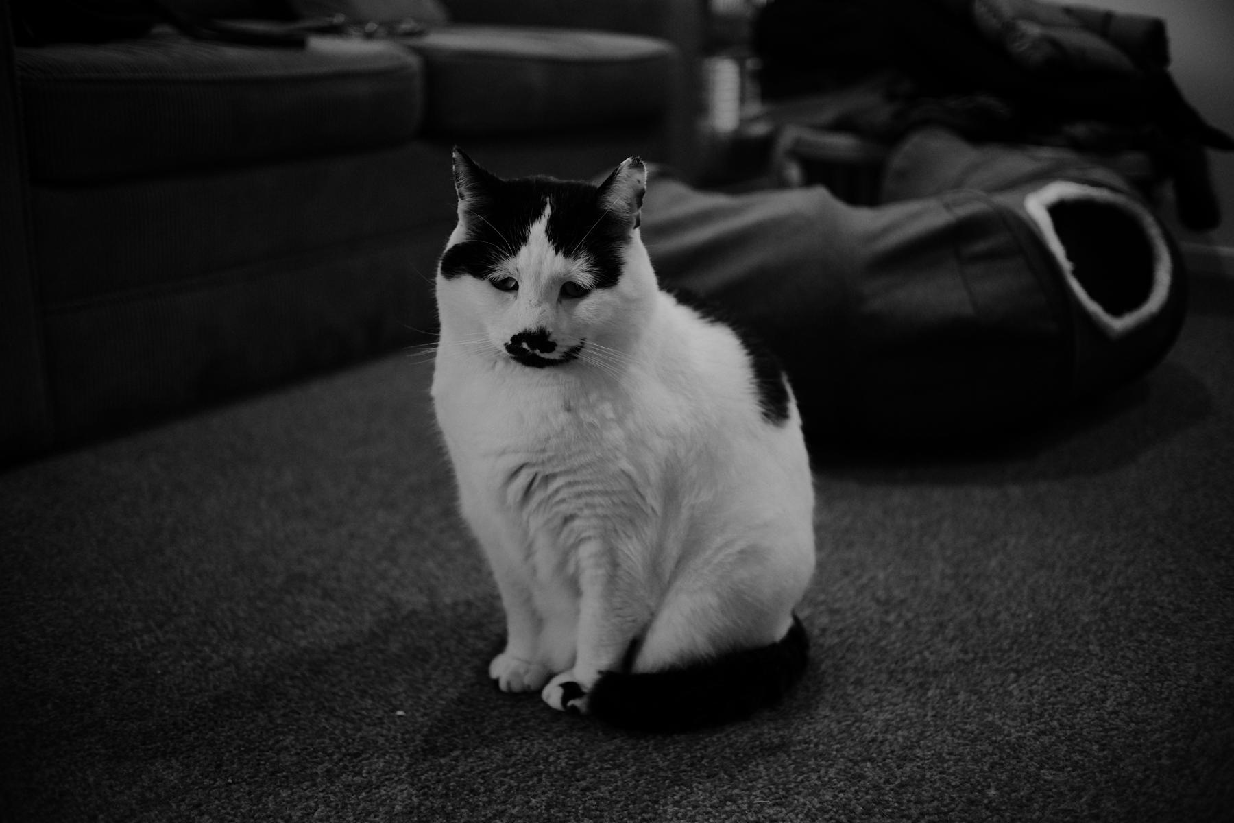 Dudley collection cover