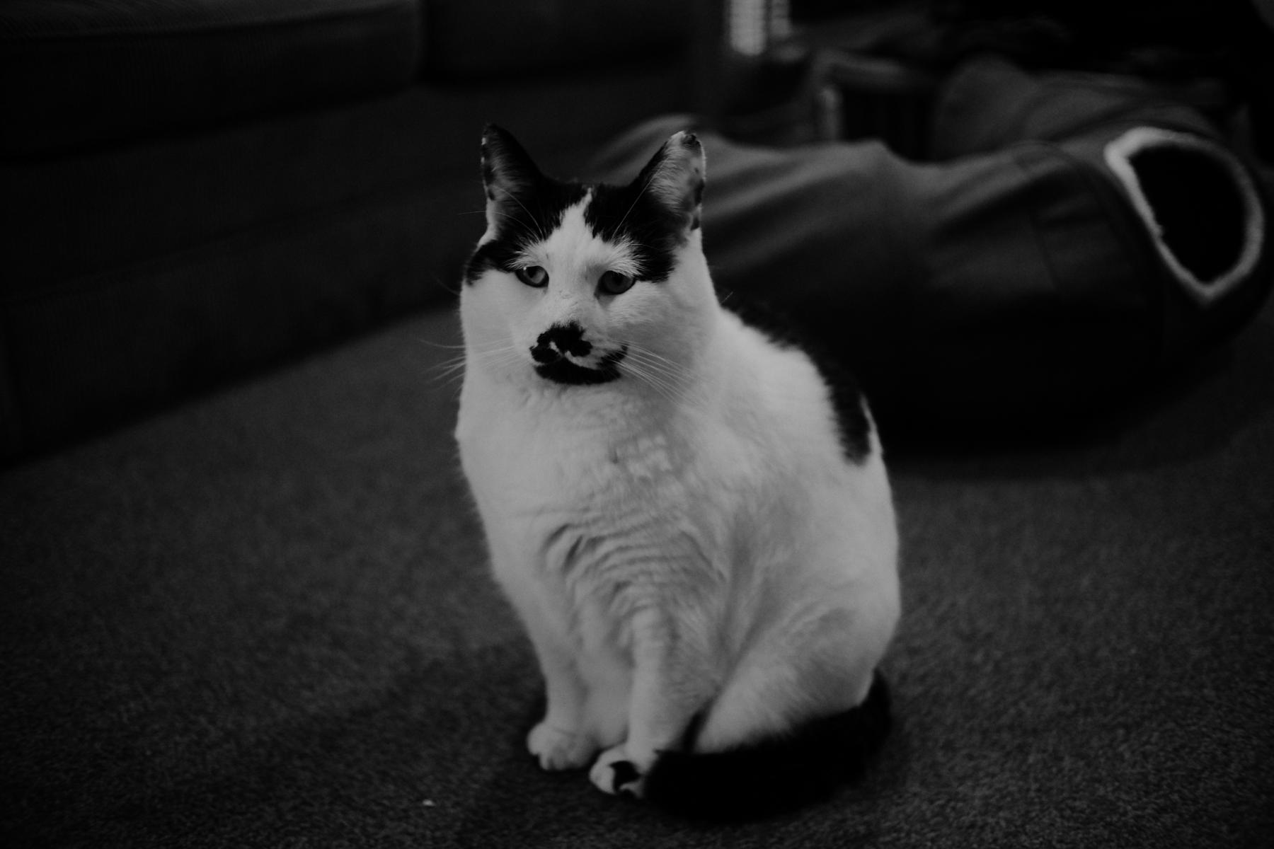 Dudley collection cover