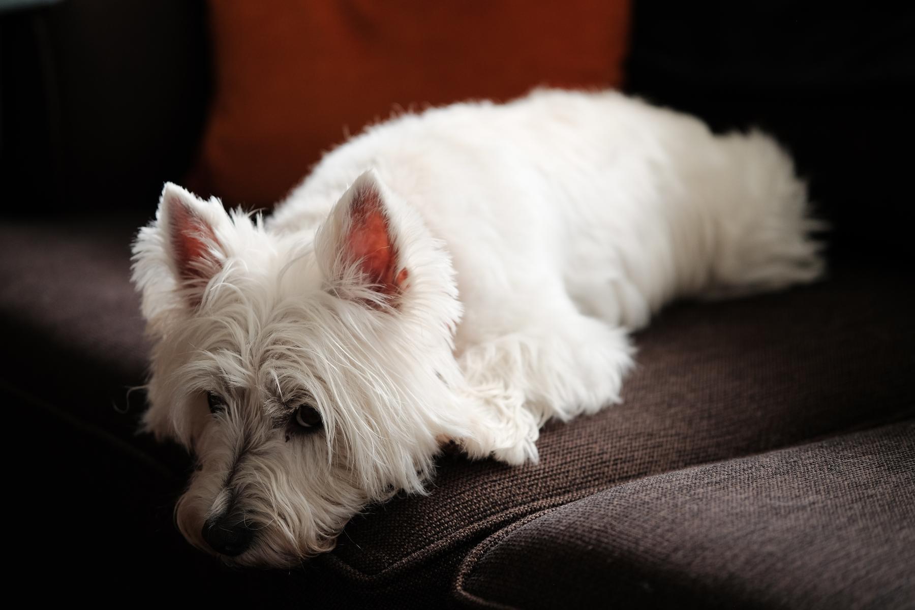 Gracie collection cover