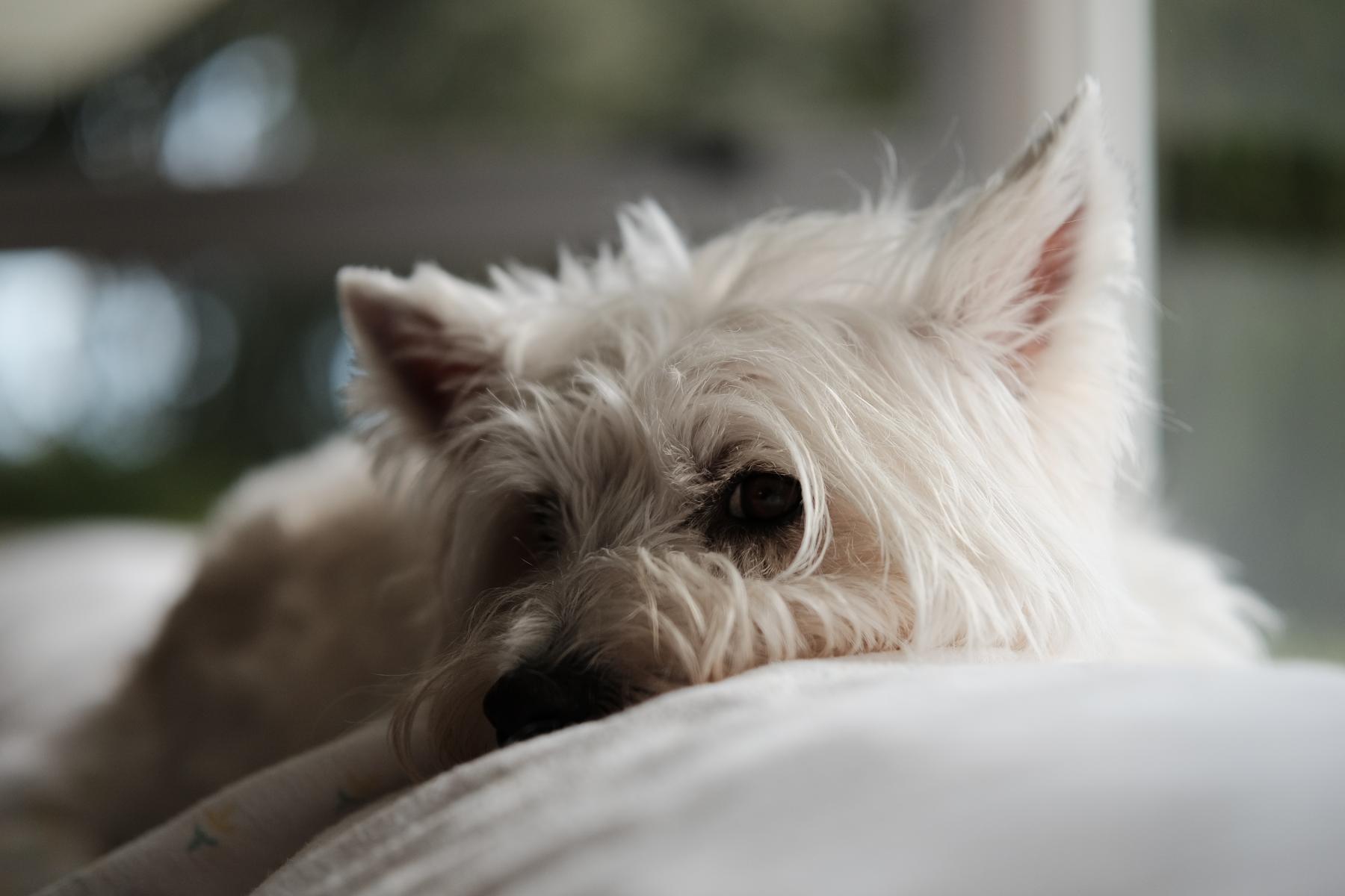 Gracie collection cover